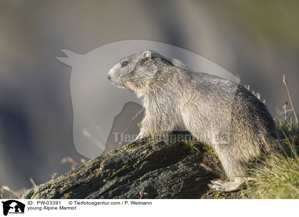 junges Alpenmurmeltier / young Alpine Marmot / PW-03391