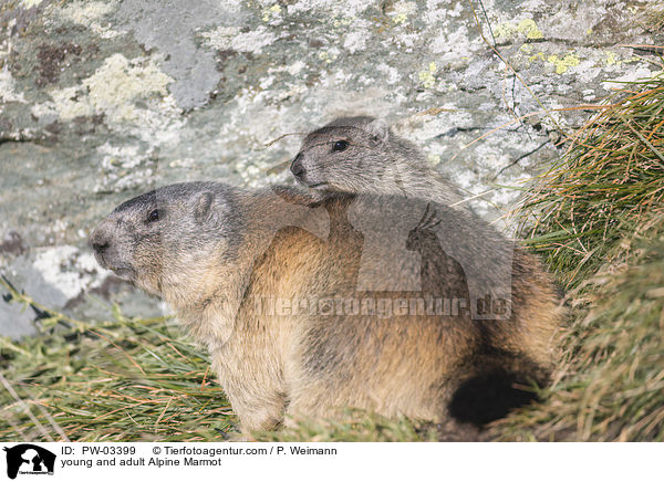 Alpenmurmeltier Jungtier und Erwachsender / young and adult Alpine Marmot / PW-03399