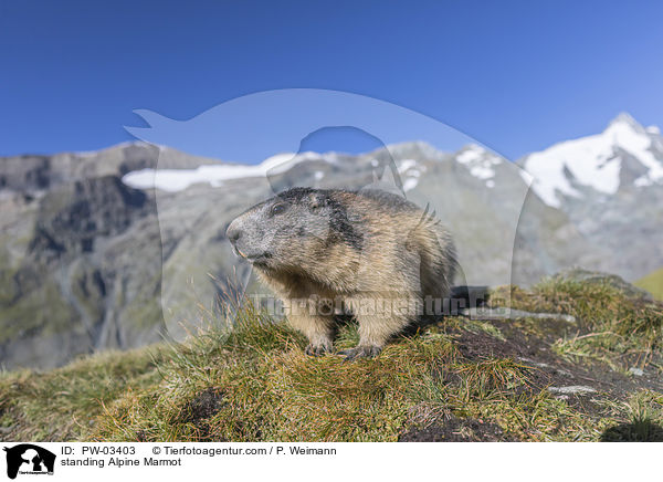 stehendes Alpenmurmeltier / standing Alpine Marmot / PW-03403