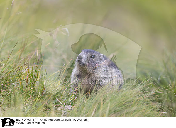 junges Alpenmurmeltier / young Alpine Marmot / PW-03417