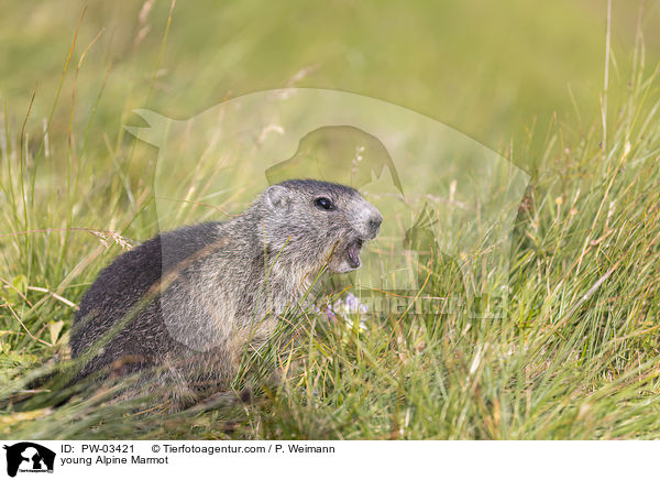 junges Alpenmurmeltier / young Alpine Marmot / PW-03421