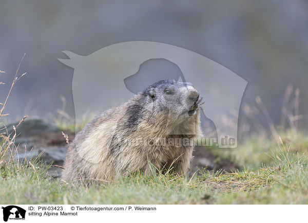 sitzendes Alpenmurmeltier / sitting Alpine Marmot / PW-03423