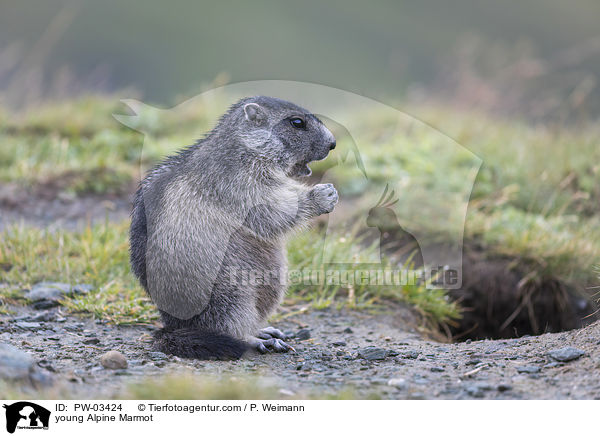 junges Alpenmurmeltier / young Alpine Marmot / PW-03424