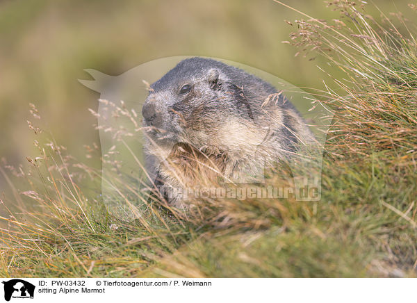 sitzendes Alpenmurmeltier / sitting Alpine Marmot / PW-03432