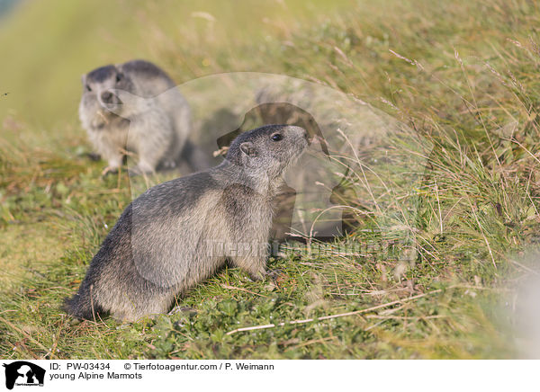 junge Alpenmurmeltiere / young Alpine Marmots / PW-03434