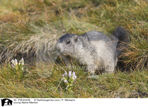 junges Alpenmurmeltier / young Alpine Marmot / PW-03436