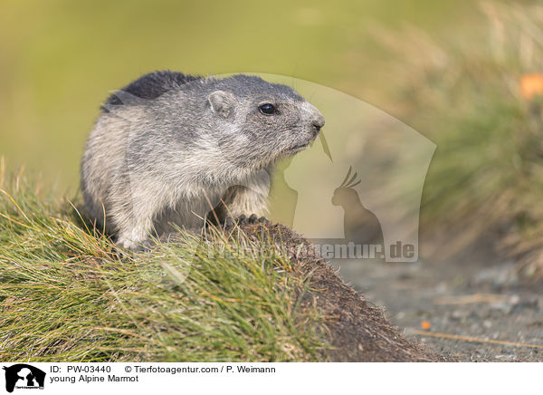 junges Alpenmurmeltier / young Alpine Marmot / PW-03440