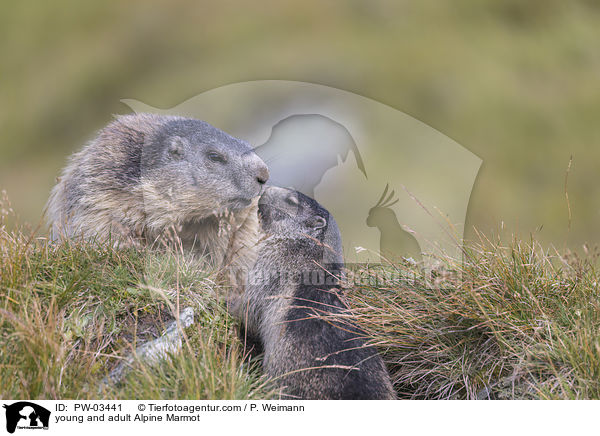 Alpenmurmeltier Jungtier und Erwachsender / young and adult Alpine Marmot / PW-03441