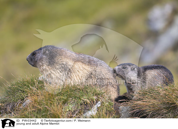 Alpenmurmeltier Jungtier und Erwachsender / young and adult Alpine Marmot / PW-03442