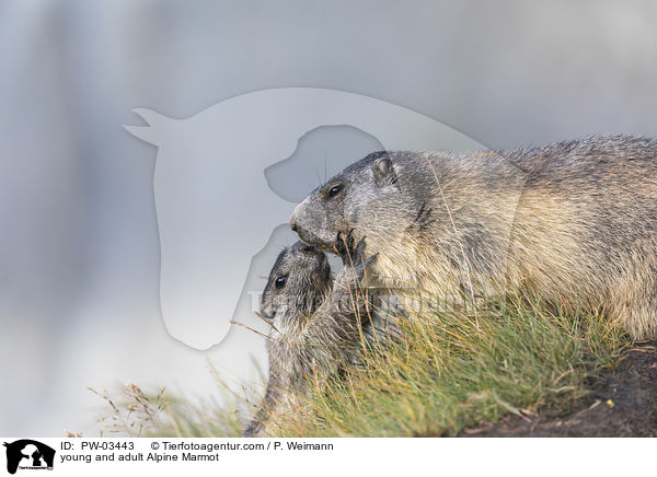 Alpenmurmeltier Jungtier und Erwachsender / young and adult Alpine Marmot / PW-03443