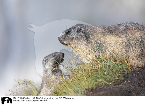 Alpenmurmeltier Jungtier und Erwachsender / young and adult Alpine Marmot / PW-03444