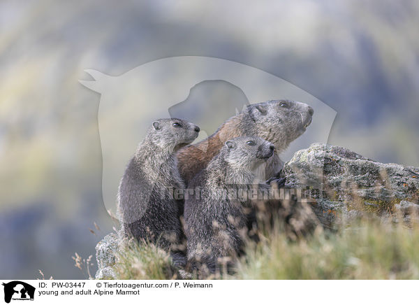 Alpenmurmeltier Jungtier und Erwachsender / young and adult Alpine Marmot / PW-03447