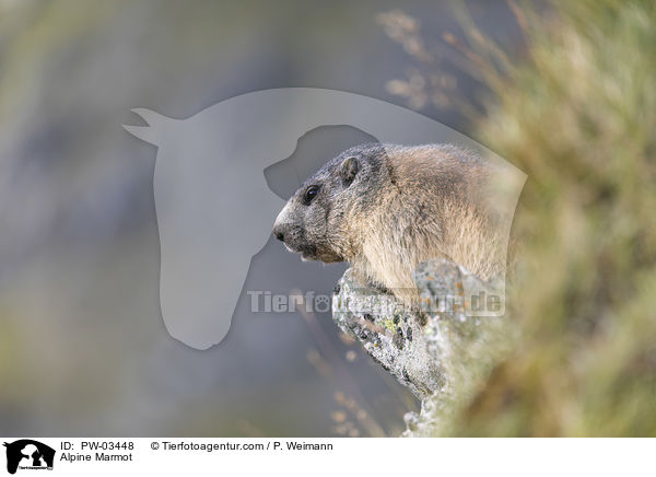 Alpenmurmeltier / Alpine Marmot / PW-03448