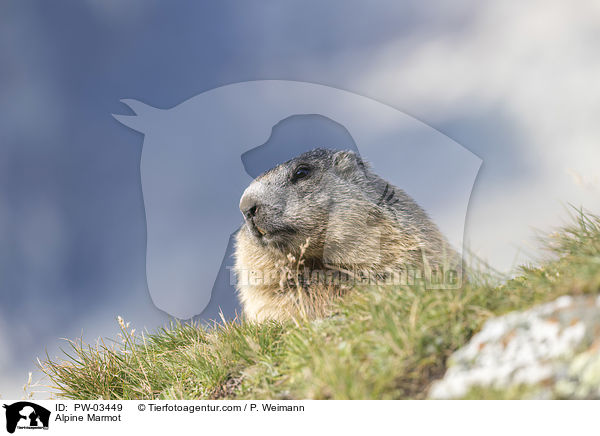 Alpenmurmeltier / Alpine Marmot / PW-03449