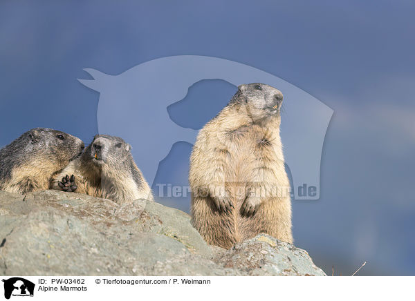 Alpenmurmeltiere / Alpine Marmots / PW-03462