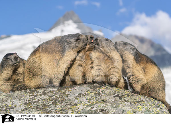 Alpenmurmeltiere / Alpine Marmots / PW-03470