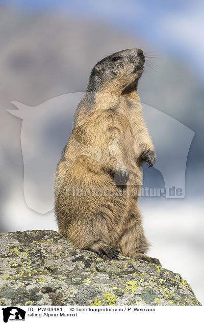 sitzendes Alpenmurmeltier / sitting Alpine Marmot / PW-03481