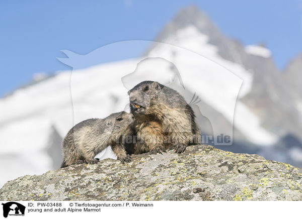 Alpenmurmeltier Jungtier und Erwachsender / young and adult Alpine Marmot / PW-03488