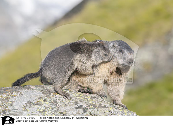 Alpenmurmeltier Jungtier und Erwachsender / young and adult Alpine Marmot / PW-03492