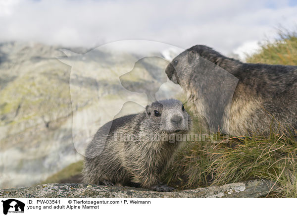 Alpenmurmeltier Jungtier und Erwachsender / young and adult Alpine Marmot / PW-03541