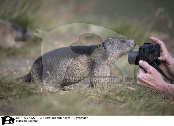 stehendes Murmeltier / standing Marmot / PW-04322