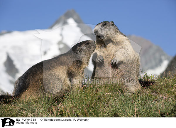 Alpenmurmeltiere / Alpine Marmots / PW-04338