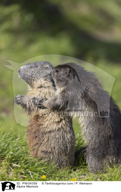 Alpenmurmeltiere / Alpine Marmots / PW-04358