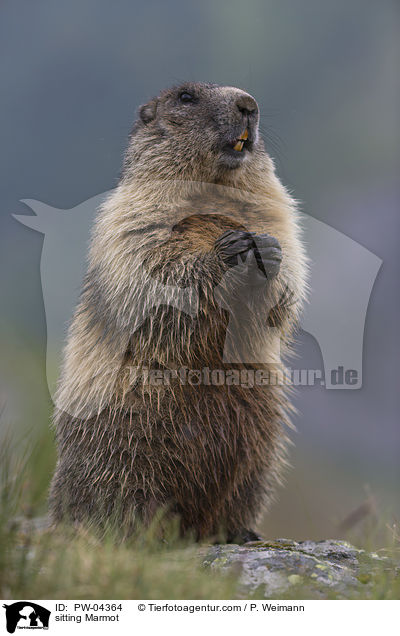 sitzendes Murmeltier / sitting Marmot / PW-04364