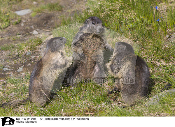 Alpenmurmeltiere / Alpine Marmots / PW-04368