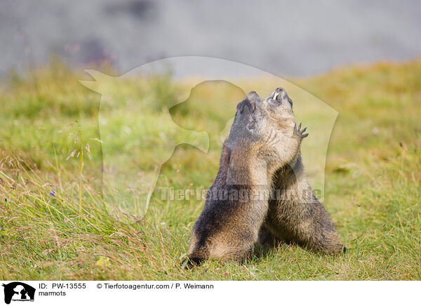 Murmeltiere / marmots / PW-13555