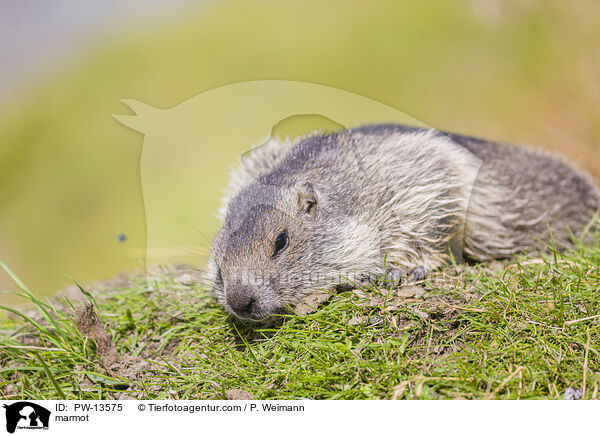 Murmeltier / marmot / PW-13575