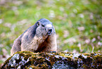 marmot