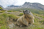 marmot