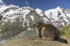 sitting Alpine Marmot