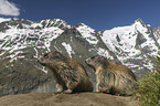 Alpine Marmots