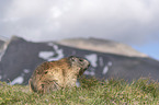 sitting Alpine Marmot