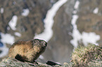 sitting Alpine Marmot