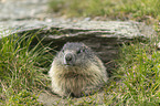 sitting Alpine Marmot