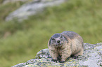 standing Alpine Marmot