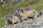 Alpine Marmots