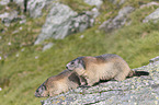 Alpine Marmots