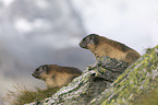 Alpine Marmots