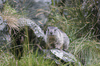 young Alpine Marmot