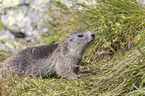 young Alpine Marmot