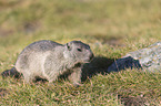 young Alpine Marmot