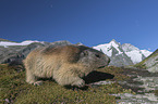 walking Alpine Marmot