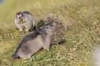 young Alpine Marmots