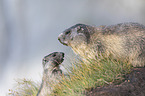 young and adult Alpine Marmot