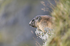 Alpine Marmot