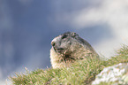 Alpine Marmot